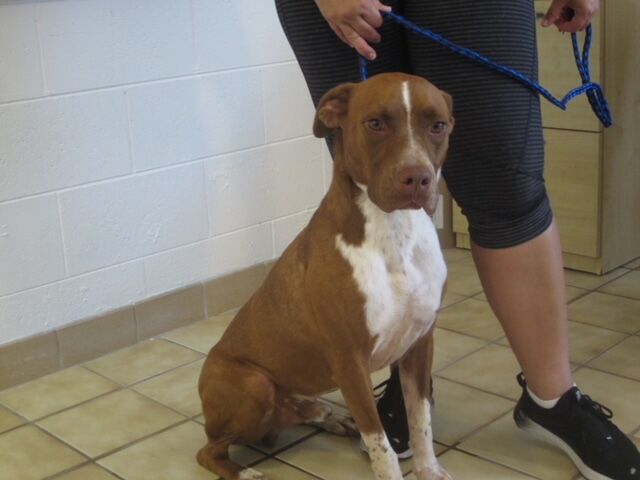 St. Lucie County Pet of the Week - Sept. 17, 2021